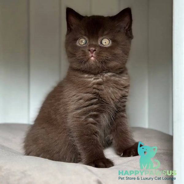 Lousie Scottish Straight male chocolate - live animals