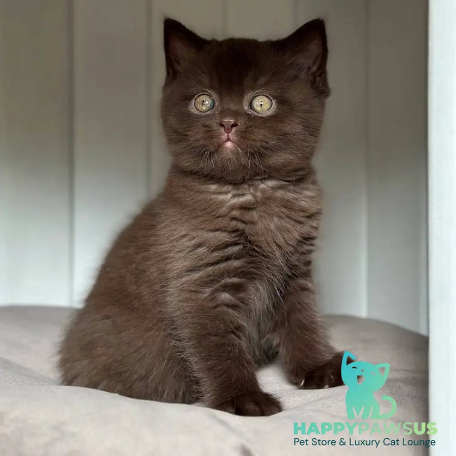 Lousie Scottish Straight male chocolate - live animals