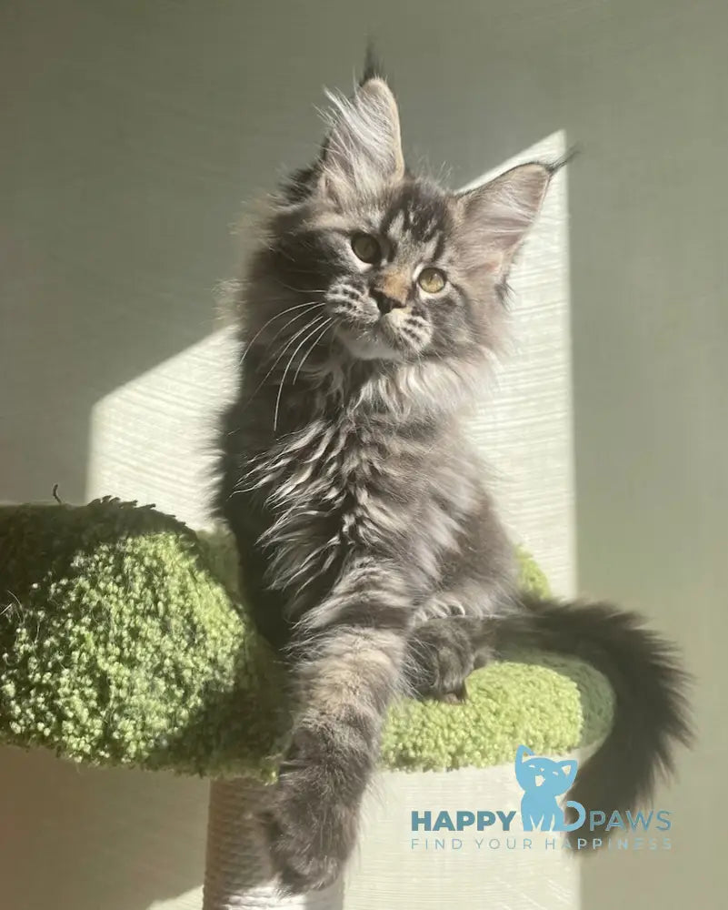 Love Maine Coon female black tabby live animals
