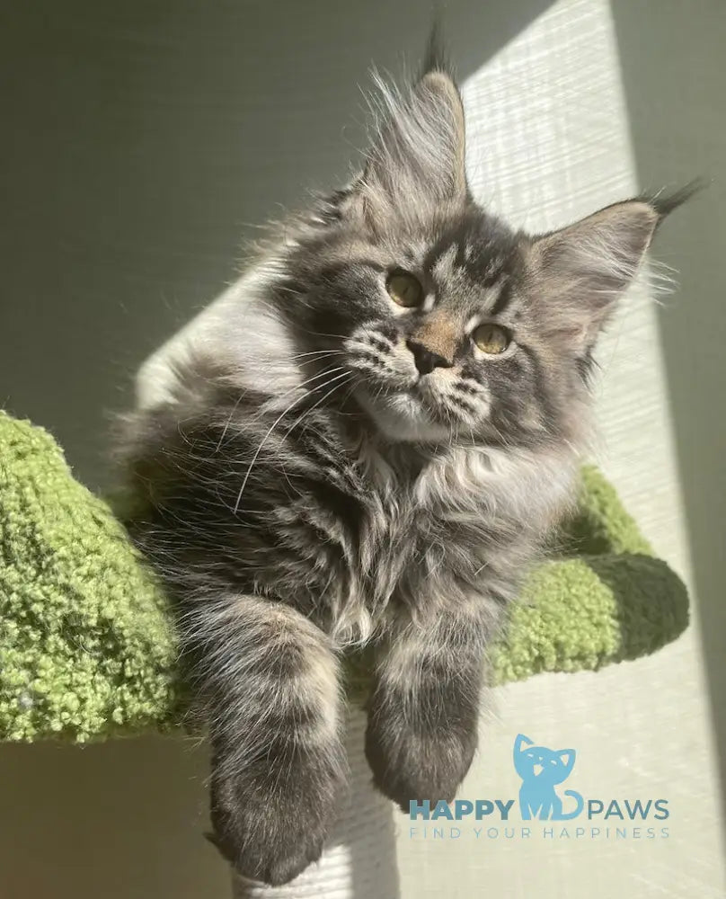 Love Maine Coon female black tabby live animals