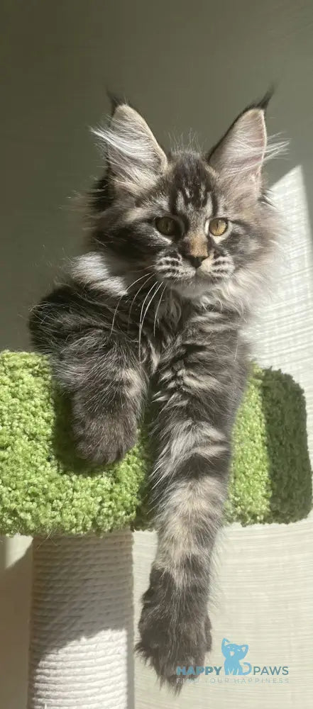 Love Maine Coon female black tabby live animals