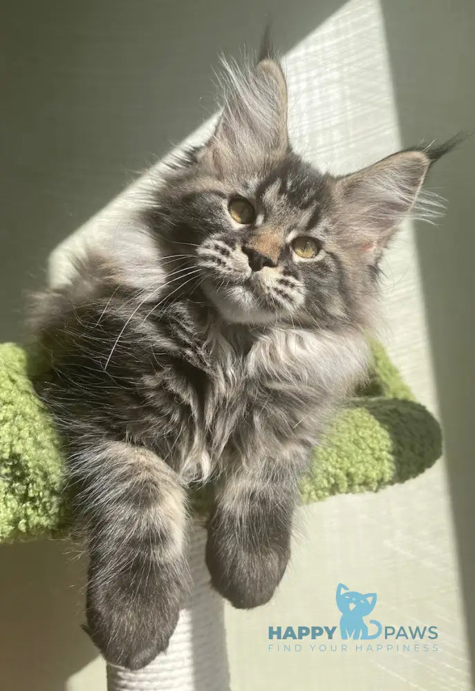 Love Maine Coon female black tabby live animals