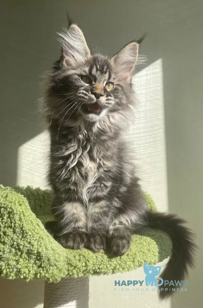 Love Maine Coon female black tabby live animals