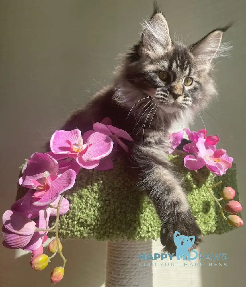 Love Maine Coon female black tabby live animals