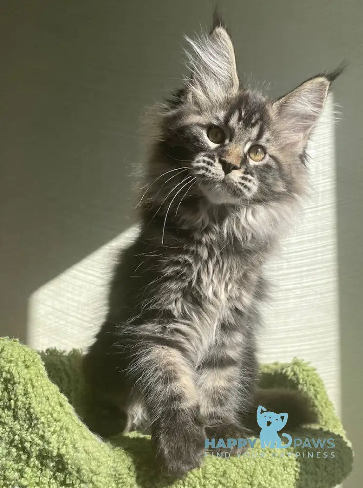 Love Maine Coon female black tabby live animals