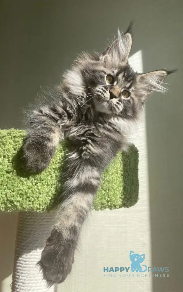 Love Maine Coon female black tabby live animals