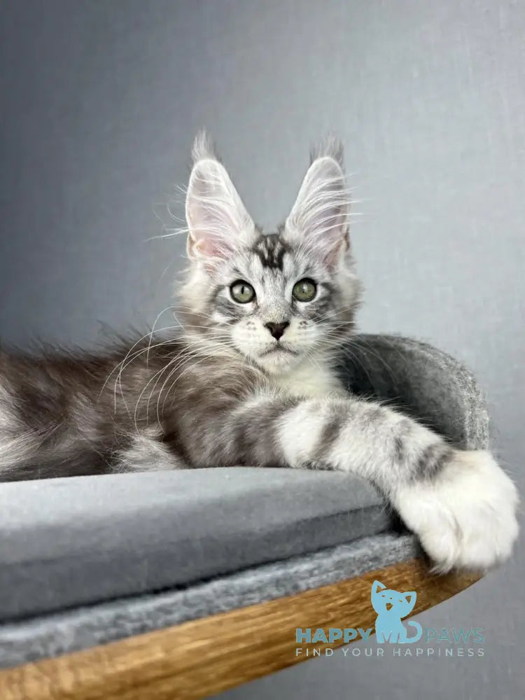 Lovejoy Maine Coon male black silver tabby with white live animals