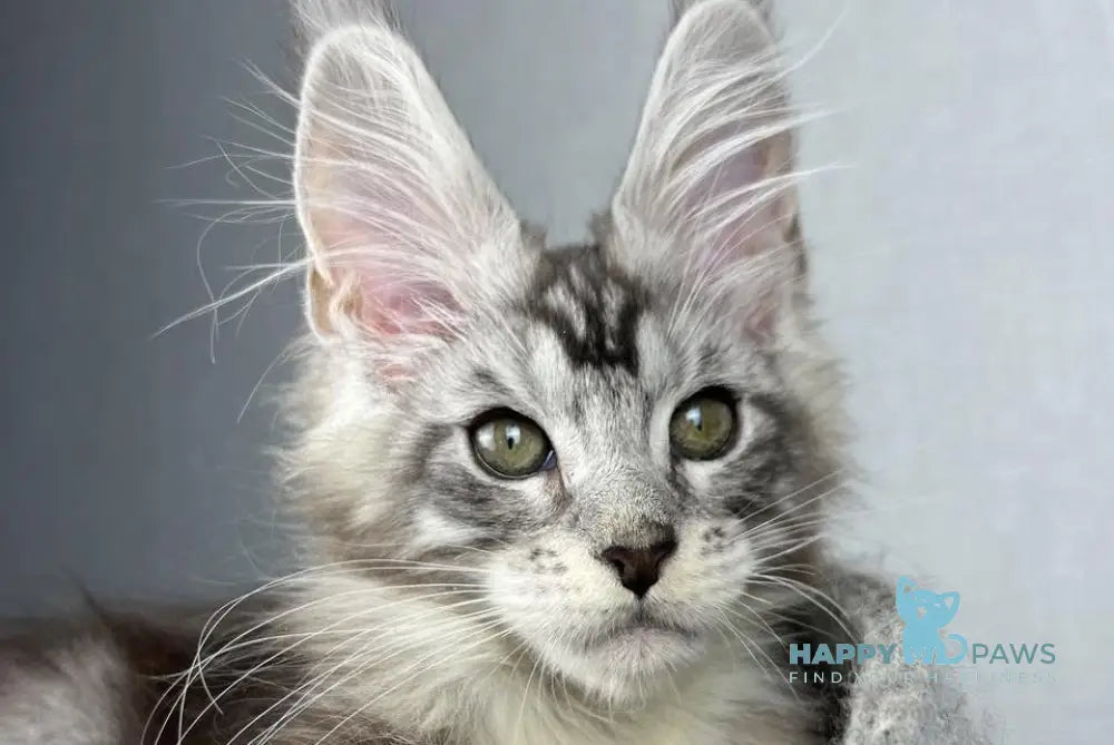 Lovejoy Maine Coon male black silver tabby with white live animals