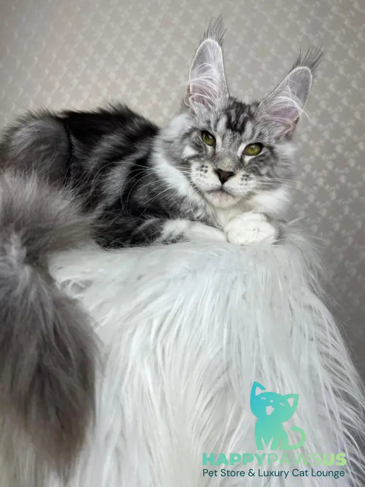 Lovejoy Maine Coon male black silver tabby with white - live animals