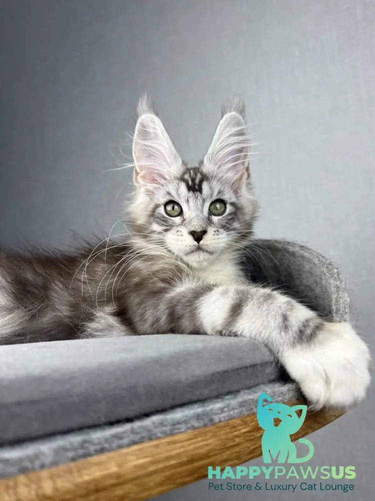 Lovejoy Maine Coon male black silver tabby with white live animals