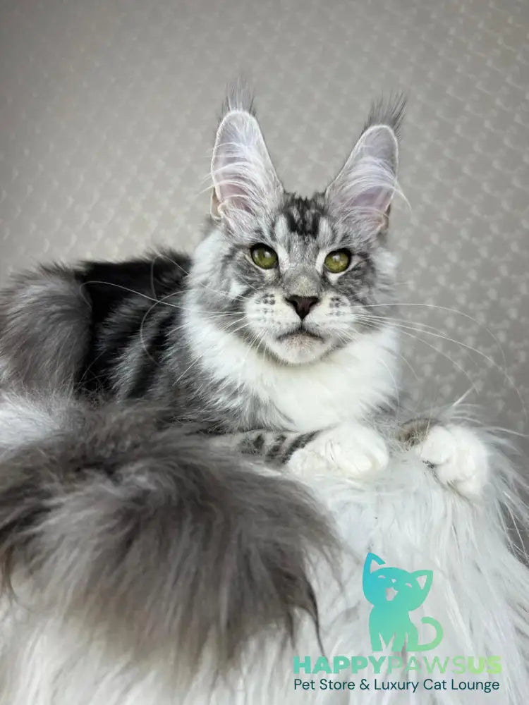 Lovejoy Maine Coon male black silver tabby with white - live animals
