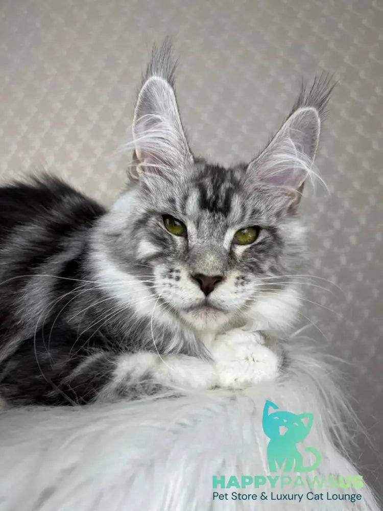 Lovejoy Maine Coon male black silver tabby with white - live animals
