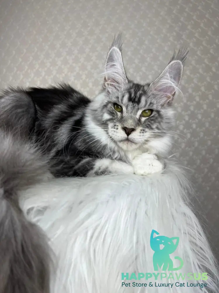 Lovejoy Maine Coon male black silver tabby with white - live animals