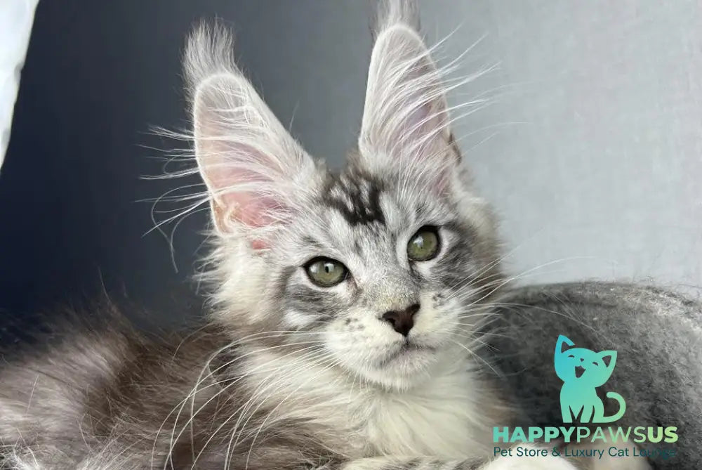 Lovejoy Maine Coon male black silver tabby with white live animals