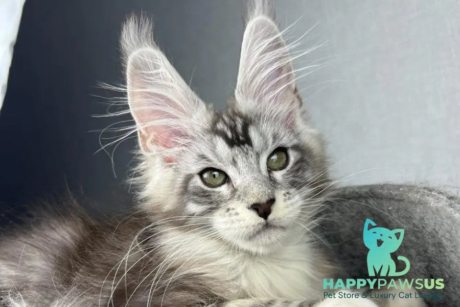 Lovejoy Maine Coon male black silver tabby with white live animals