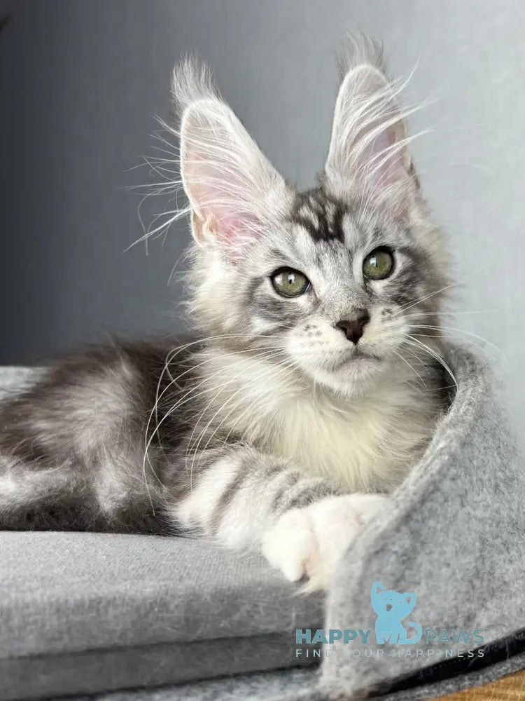 Lovejoy Maine Coon male black silver tabby with white live animals