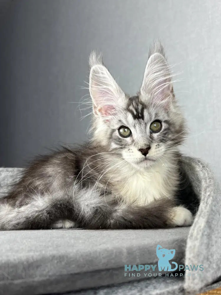 Lovejoy Maine Coon male black silver tabby with white live animals