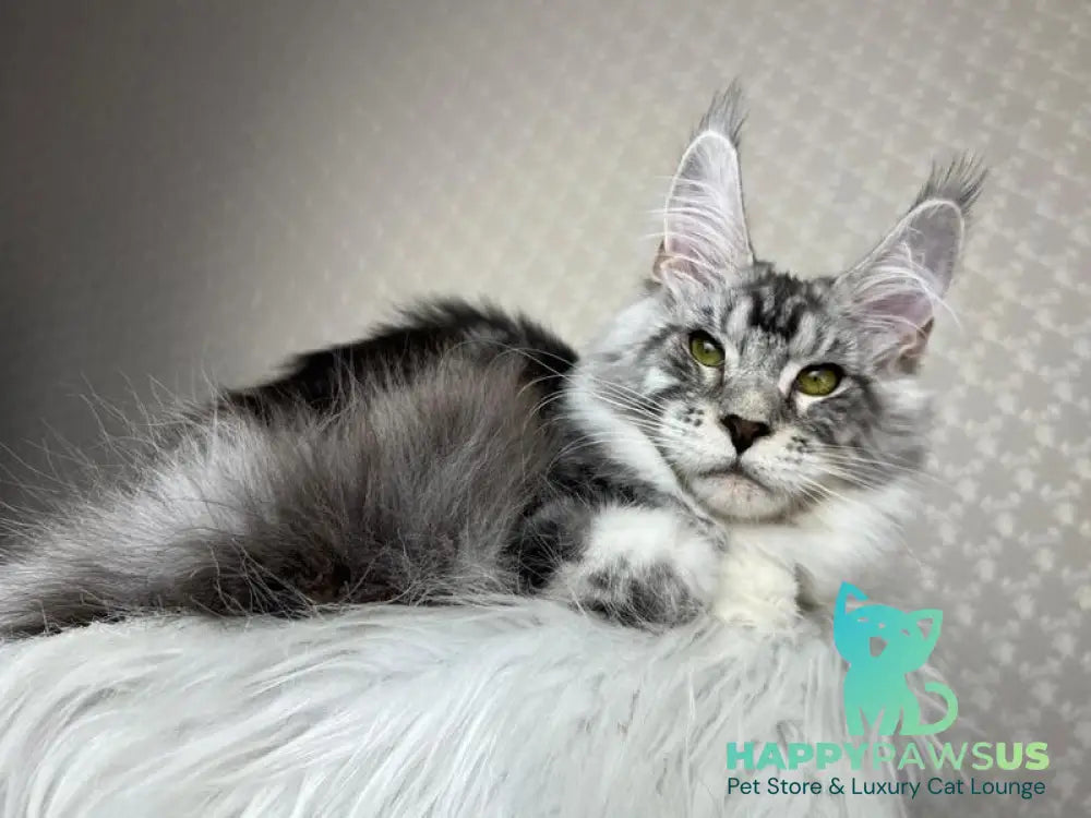 Lovejoy Maine Coon male black silver tabby with white - live animals