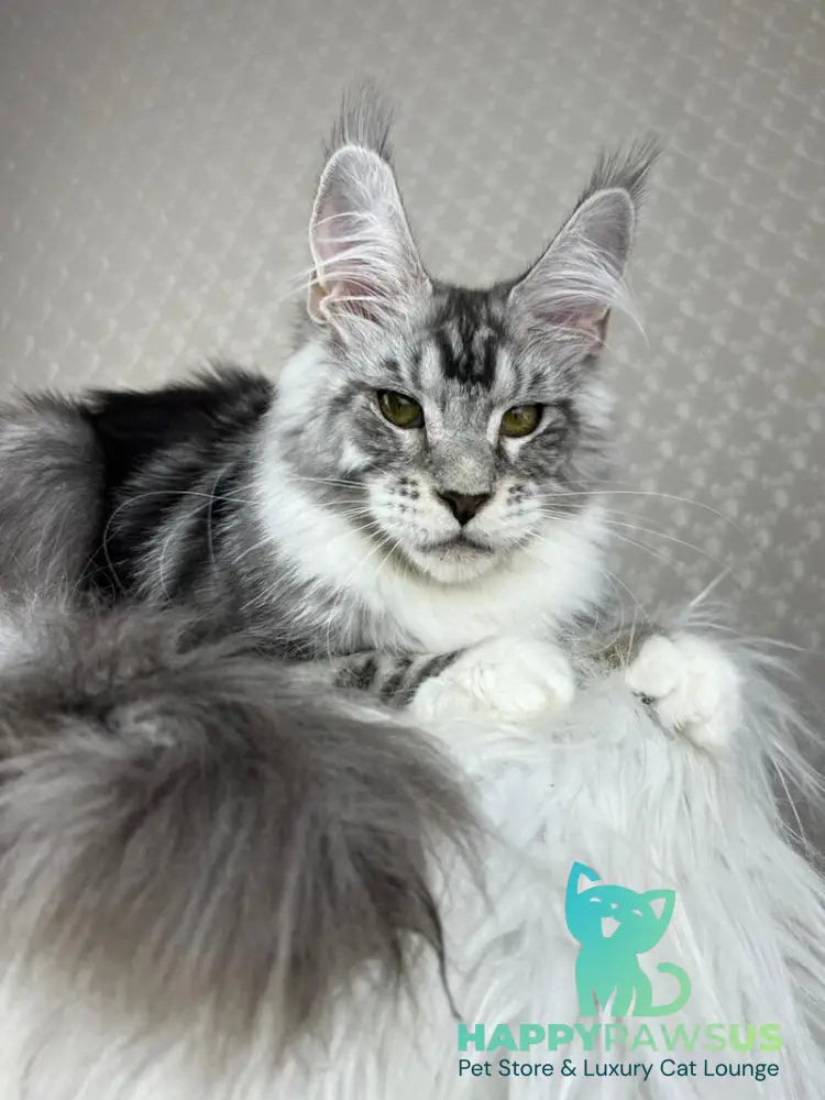 Lovejoy Maine Coon male black silver tabby with white - live animals