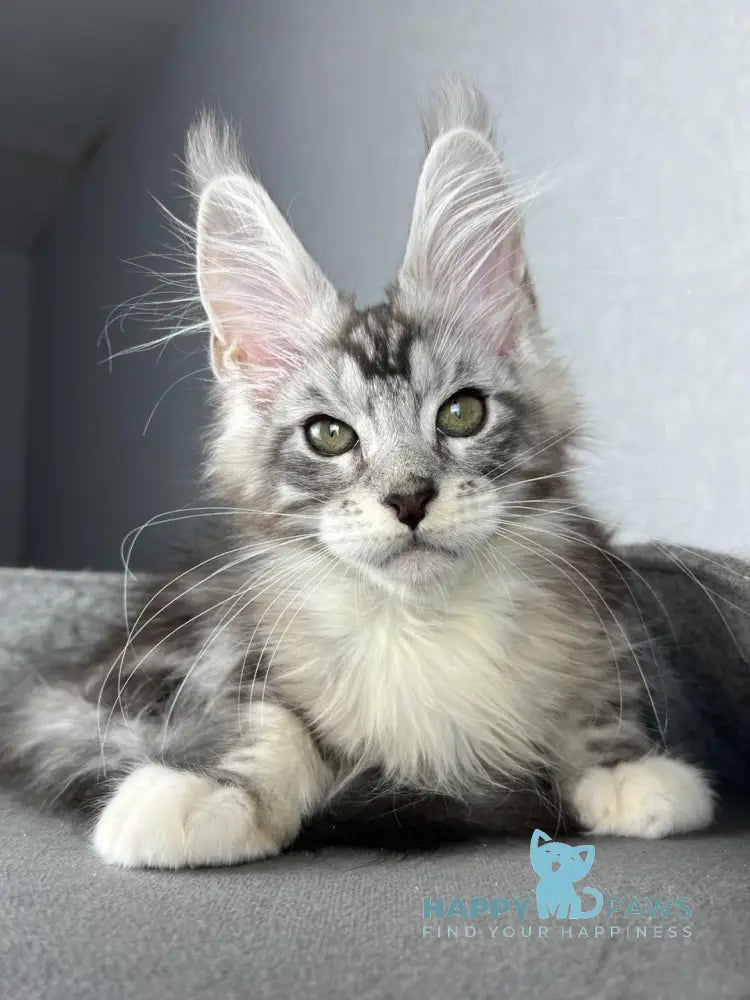 Lovejoy Maine Coon male black silver tabby with white live animals