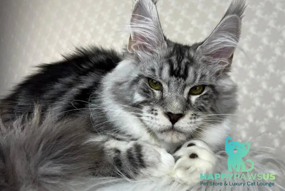 Lovejoy Maine Coon male black silver tabby with white - live animals
