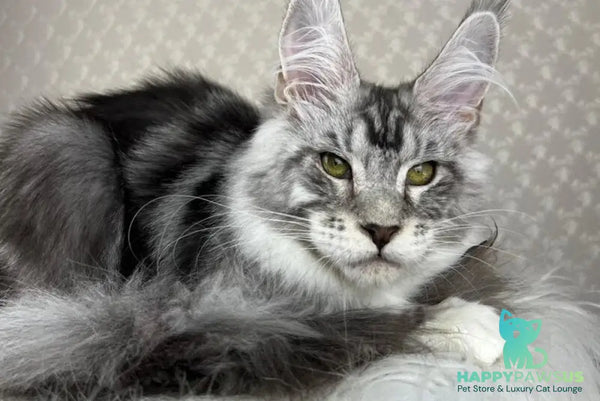 Lovejoy Maine Coon male black silver tabby with white - live animals