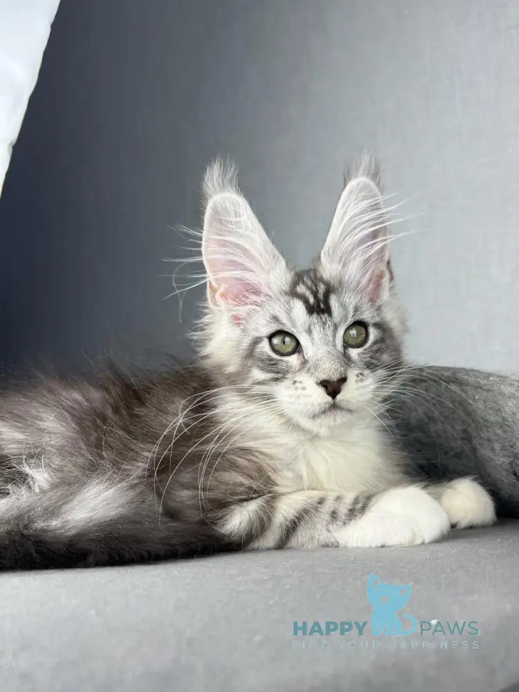 Lovejoy Maine Coon male black silver tabby with white live animals