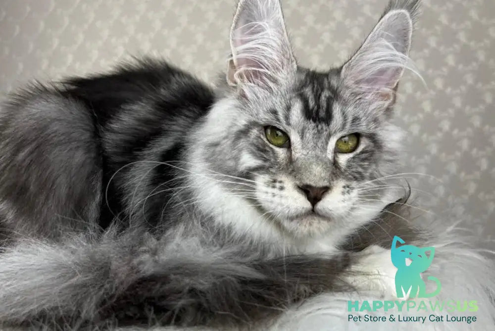 Lovejoy Maine Coon male black silver tabby with white - live animals