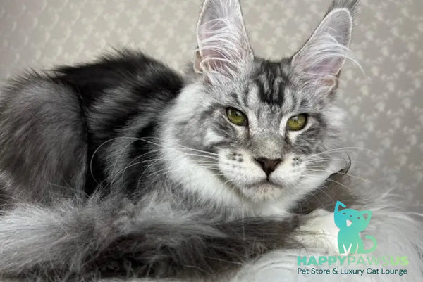Lovejoy Maine Coon male black silver tabby with white - live animals