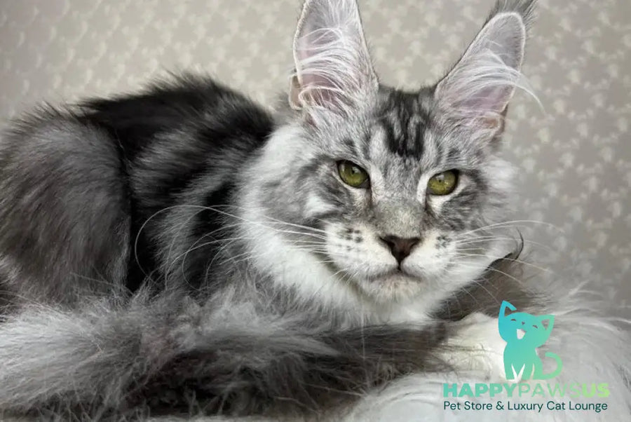 Lovejoy Maine Coon male black silver tabby with white - live animals