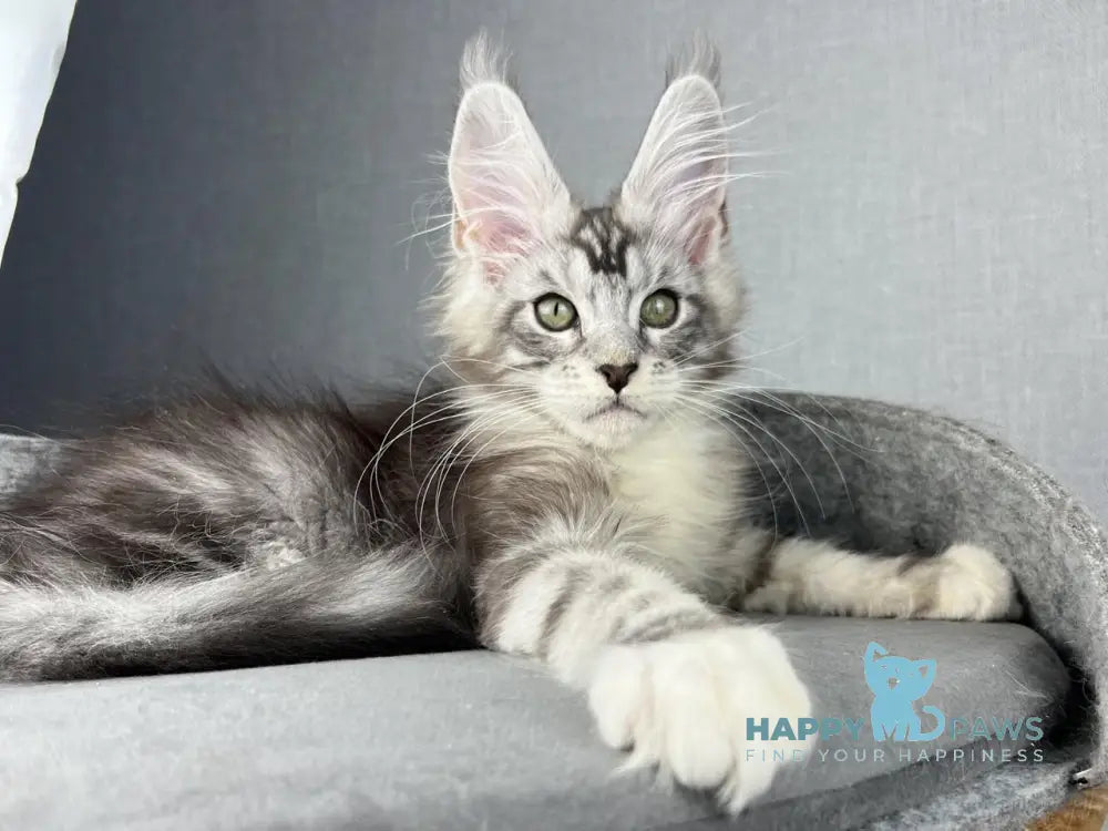 Lovejoy Maine Coon male black silver tabby with white live animals