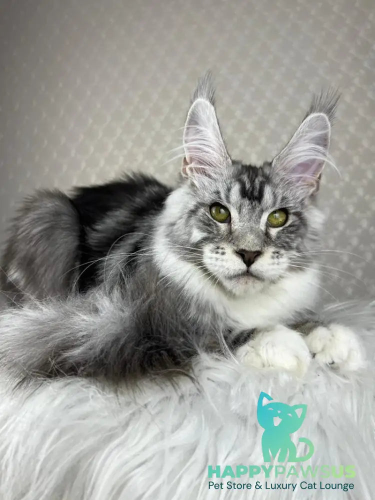 Lovejoy Maine Coon male black silver tabby with white - live animals