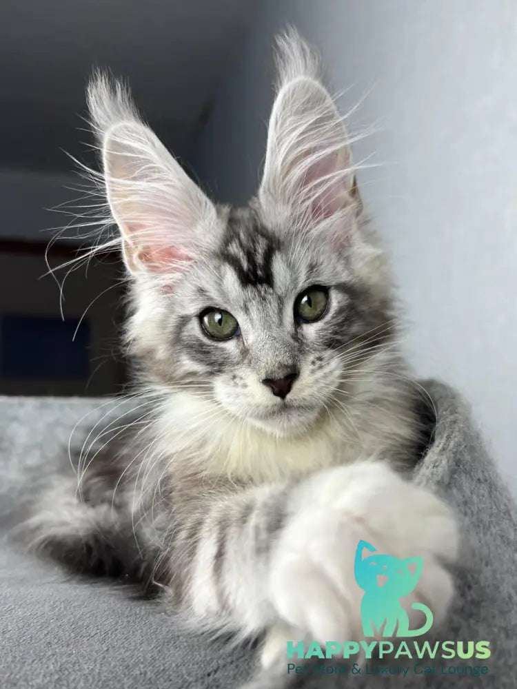 Lovejoy Maine Coon male black silver tabby with white live animals