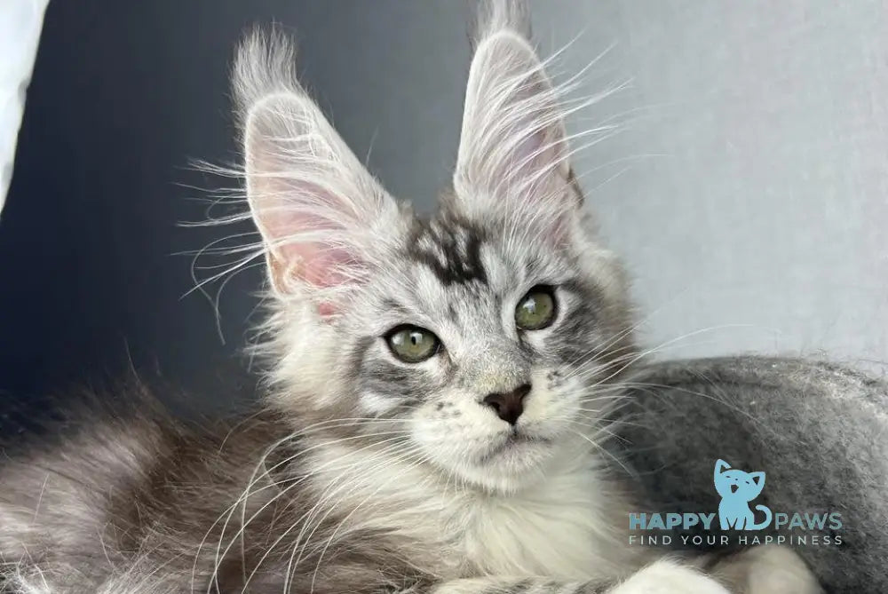 Lovejoy Maine Coon male black silver tabby with white live animals