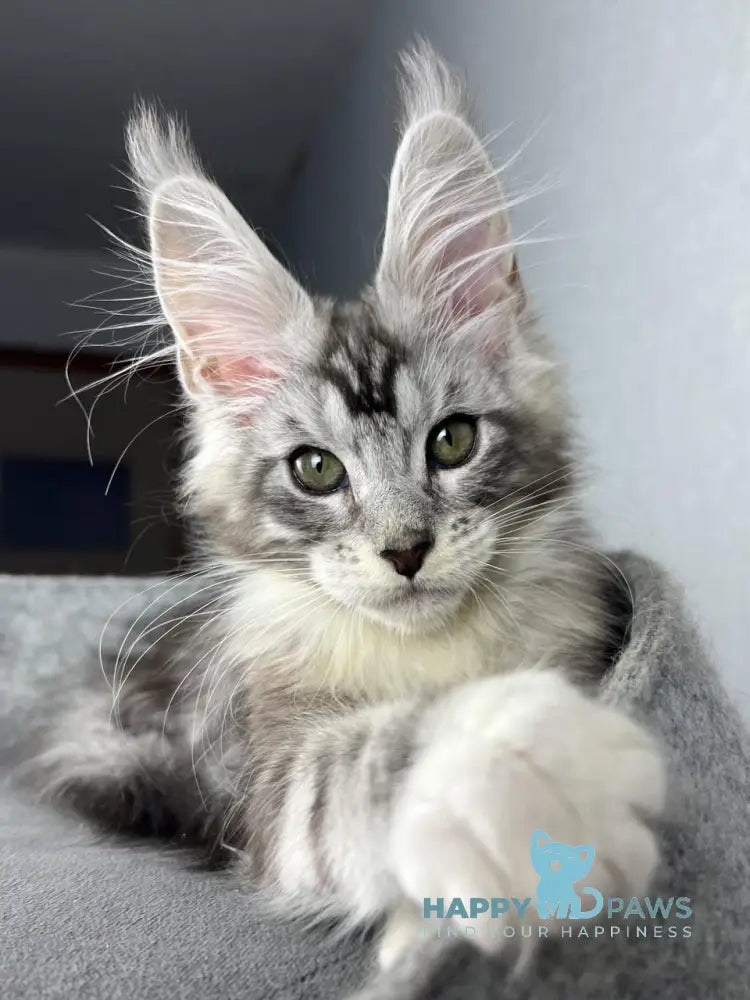 Lovejoy Maine Coon male black silver tabby with white live animals