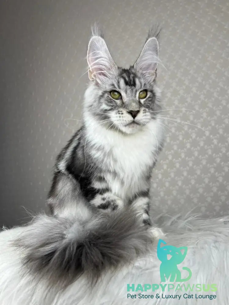 Lovejoy Maine Coon male black silver tabby with white - live animals