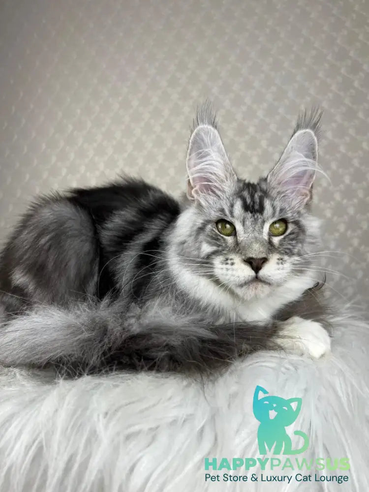 Lovejoy Maine Coon male black silver tabby with white - live animals