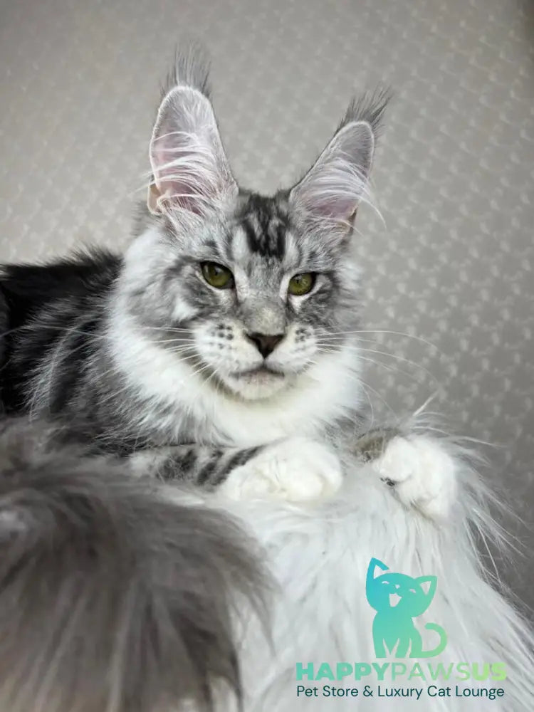 Lovejoy Maine Coon male black silver tabby with white - live animals