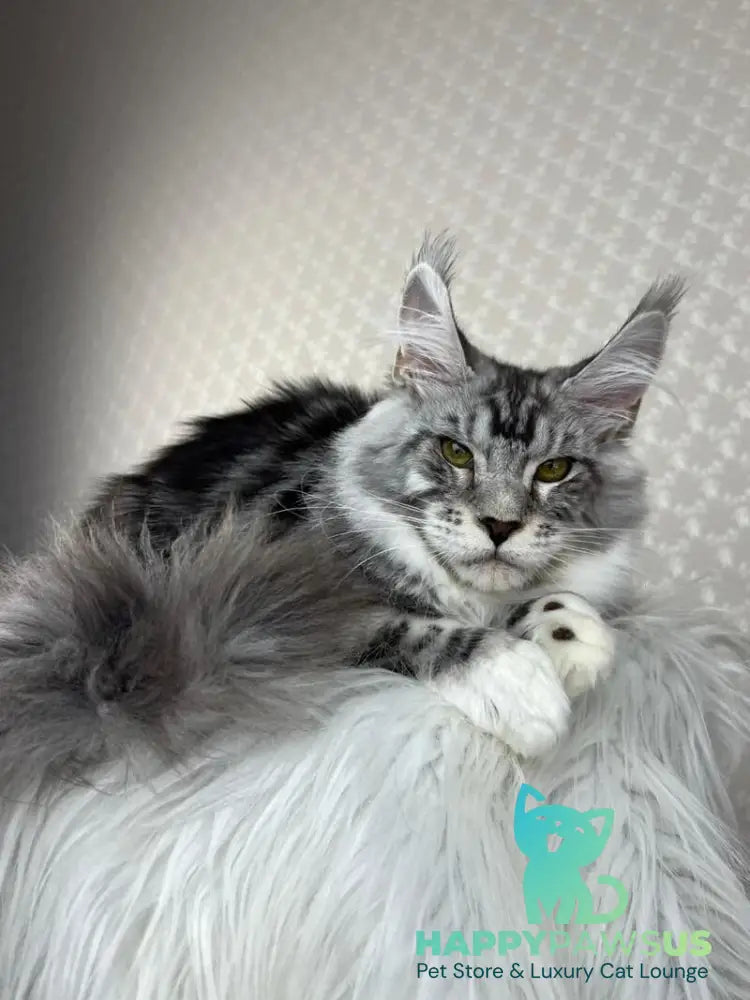 Lovejoy Maine Coon male black silver tabby with white - live animals