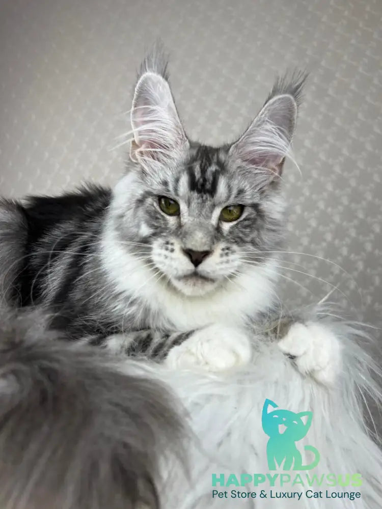 Lovejoy Maine Coon male black silver tabby with white - live animals