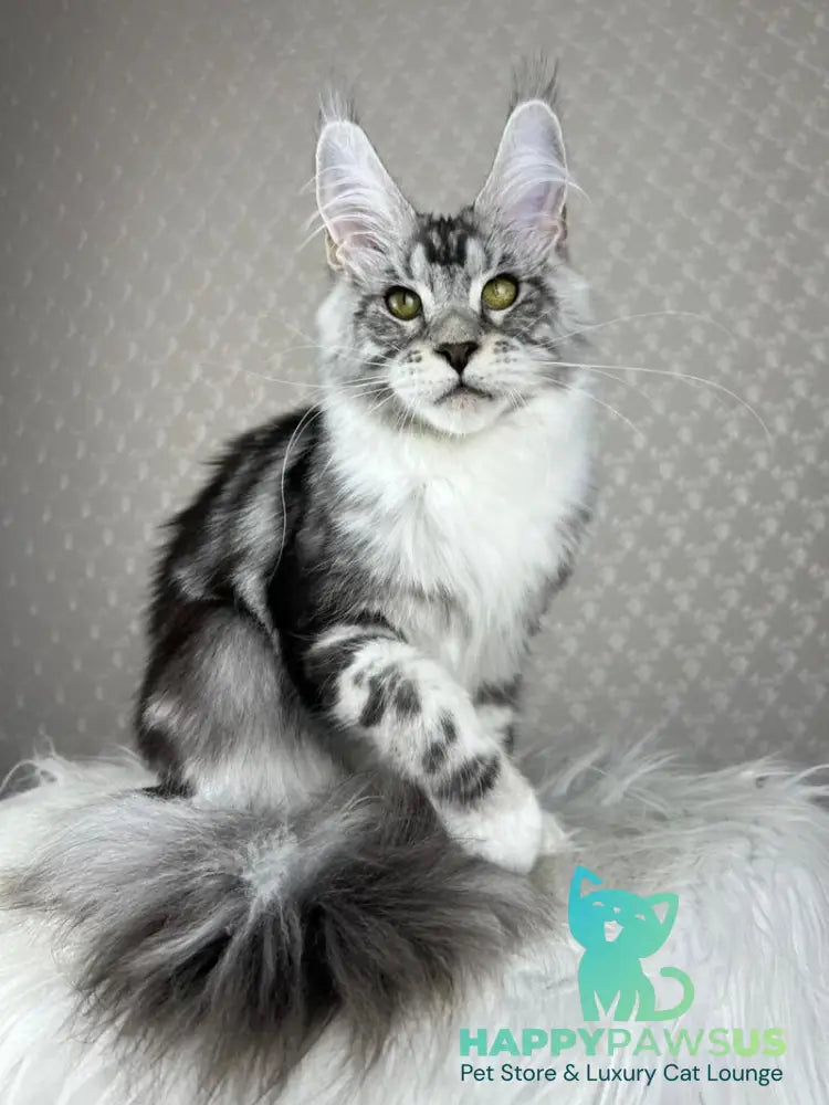 Lovejoy Maine Coon male black silver tabby with white - live animals