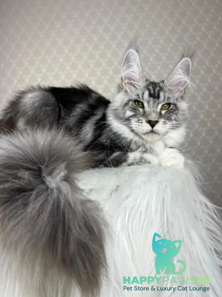 Lovejoy Maine Coon male black silver tabby with white - live animals