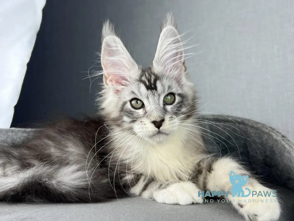 Lovejoy Maine Coon male black silver tabby with white live animals