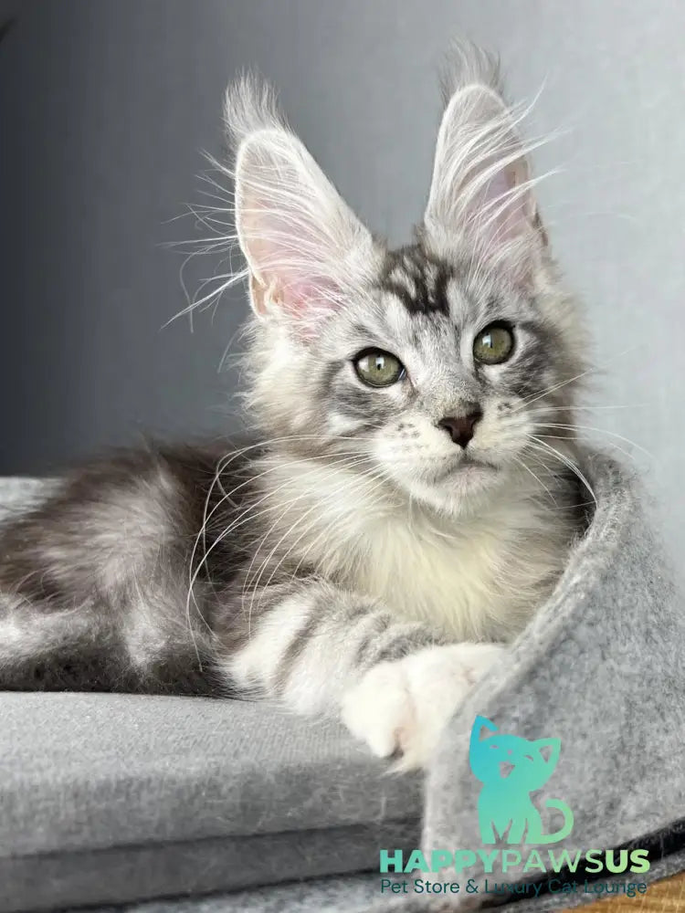 Lovejoy Maine Coon male black silver tabby with white live animals