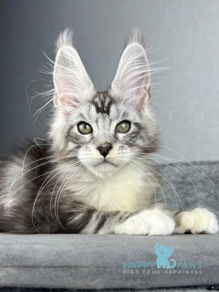Lovejoy Maine Coon male black silver tabby with white live animals