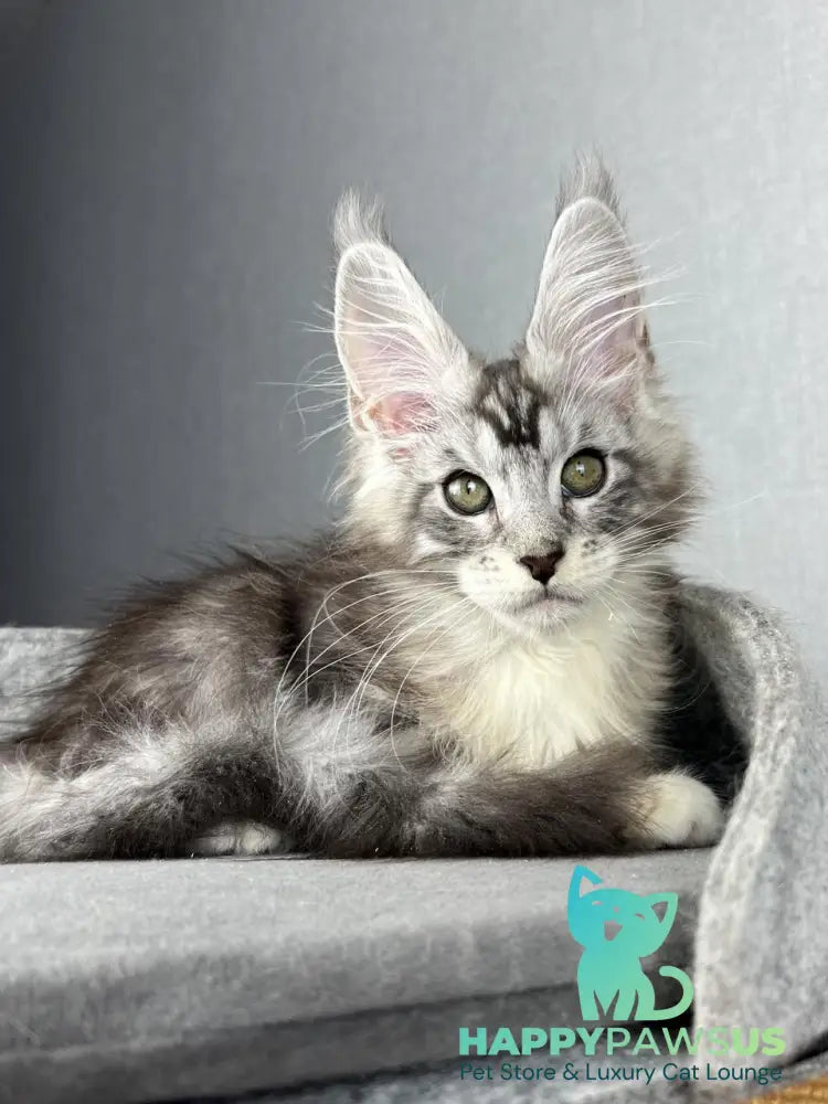 Lovejoy Maine Coon male black silver tabby with white live animals