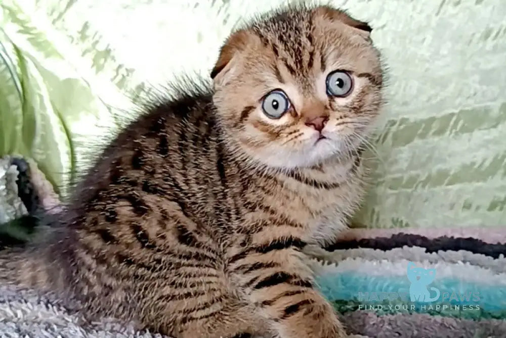 Lovelace Scottish Fold male black spotted tabby with white live animals
