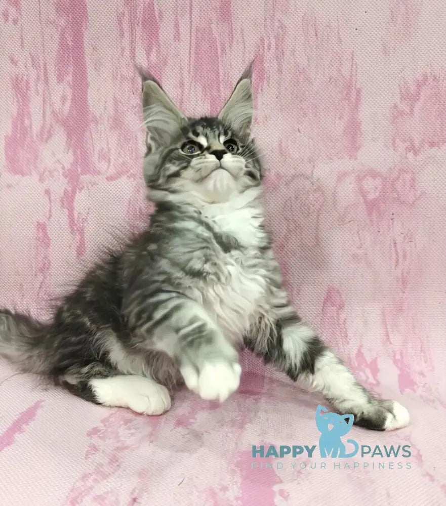 Loves Maine Coon male black silver tabby with white live animals