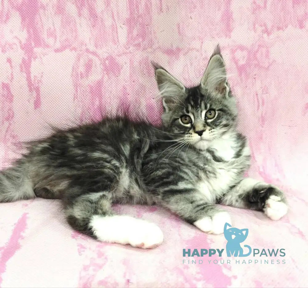 Loves Maine Coon male black silver tabby with white live animals