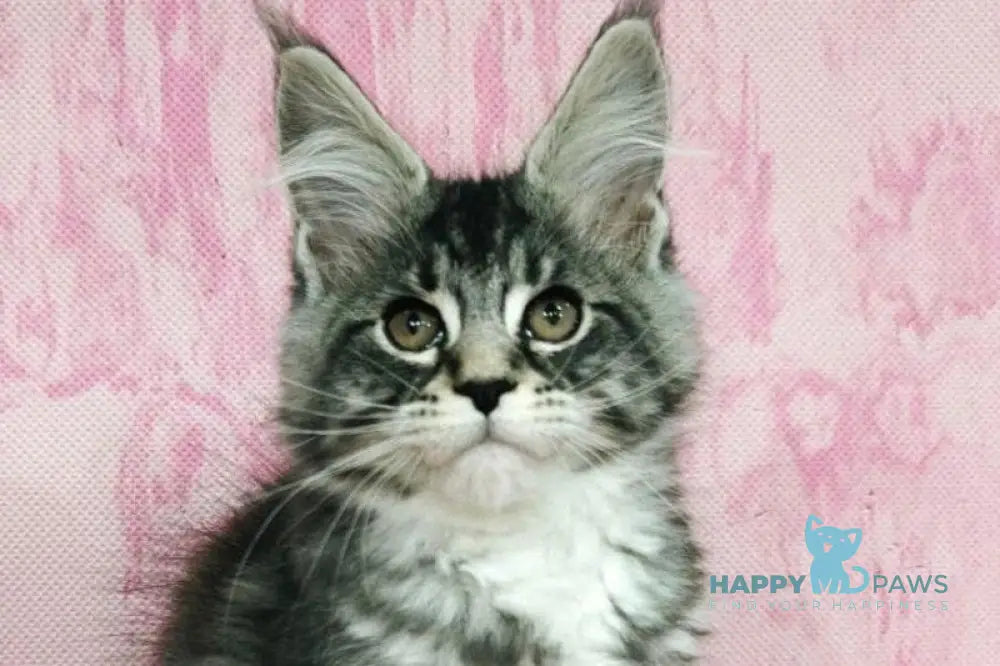 Loves Maine Coon male black silver tabby with white live animals